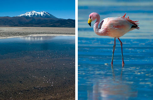 Mineralquelle/Flamingo